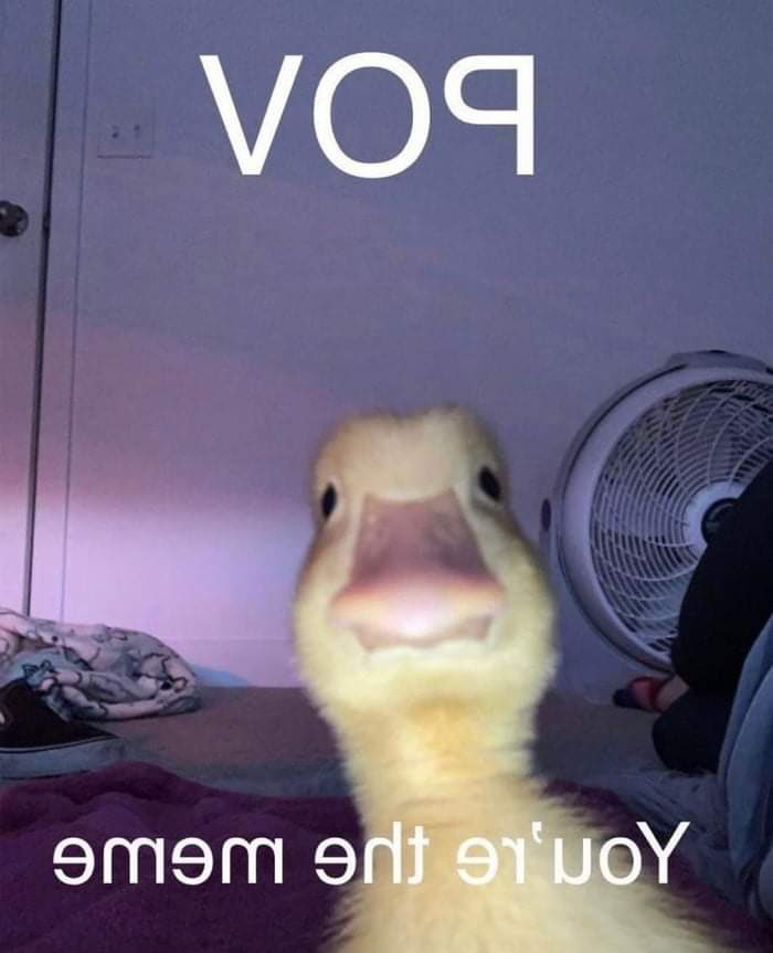 picture of a duckling looking at the camera with a mirrored caption that says POV you're the meme