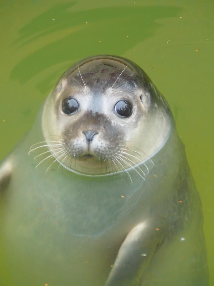 grey seal with big eyes looking at camera