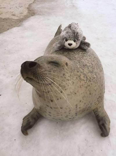 grey seal with plush seal on back