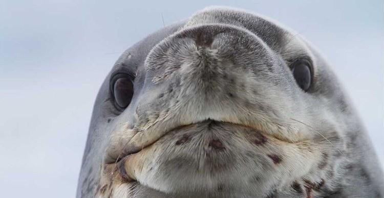 grey seal looking at camera