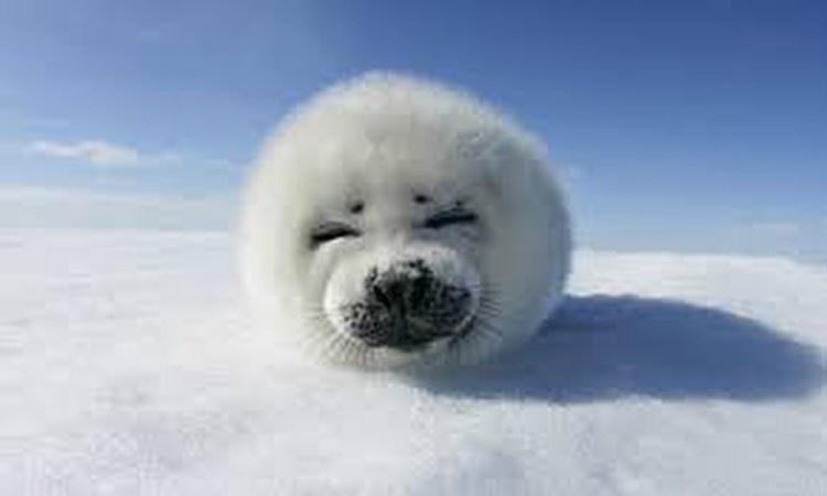 white seal