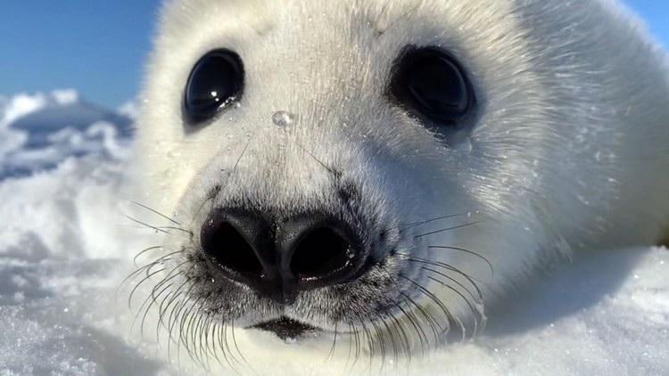 white seal close to camera