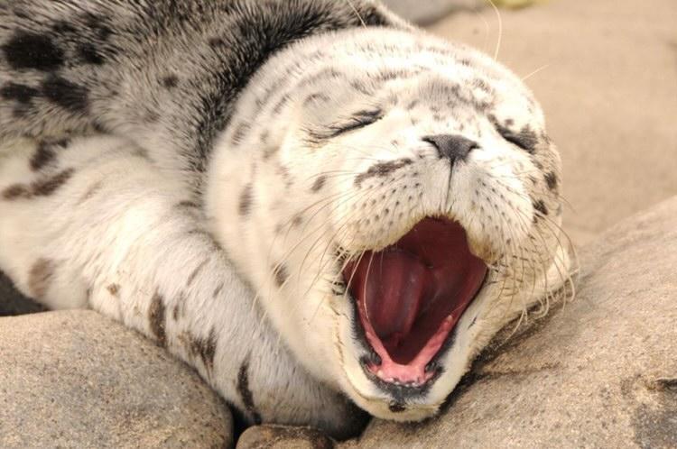 seal yawning