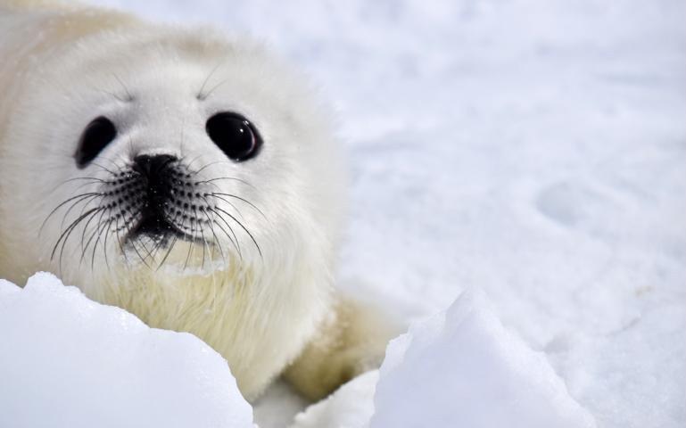 white seal