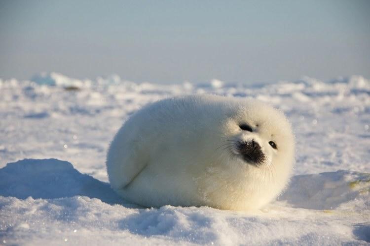 white seal in snow