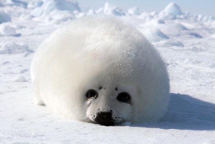 white seal laying on snow