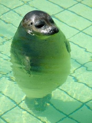 grey seal floating vertically in water