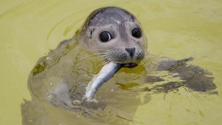 grey seal eating fish