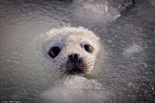 white seal in ice slush