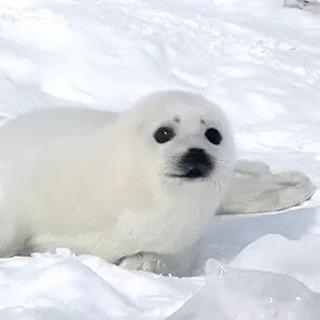 white seal in snow