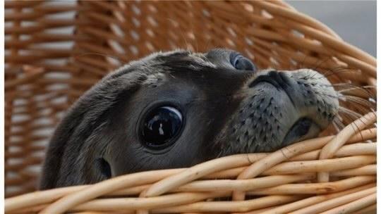 grey seal in basket