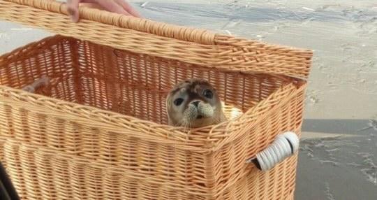 grey seal in basket
