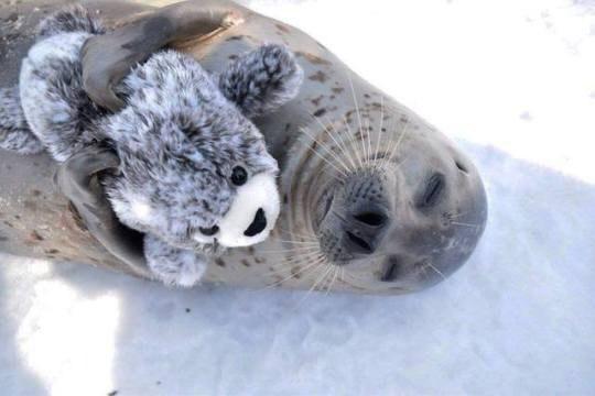 grey seal hugging plush seal
