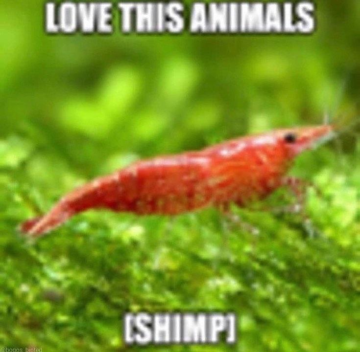 low quality image of a shrimp with the caption love this animals shimp